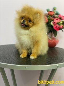 Güleryüzlü Teddybear Dişi 5