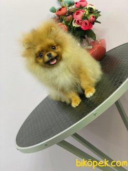 Güleryüzlü Teddybear Dişi 1