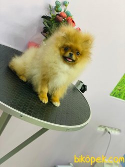 Güleryüzlü Teddybear Dişi 2