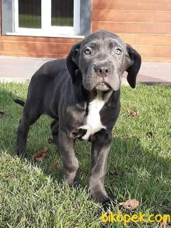 GUVENIN ADRESINDEN BLUE CANE CORSA YAVRULARIMIZ 4