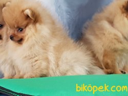 GUVENİN ADRESİNDEN POMERANİAN BOO YAVRULARI 2