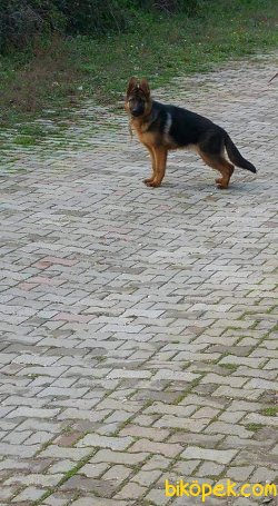 Güzel Anatomiye Sahip Alman Çoban Yavrulari 3