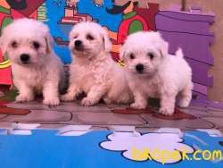 GÜZEL MALTESE TERRİER KARDEŞLER 4