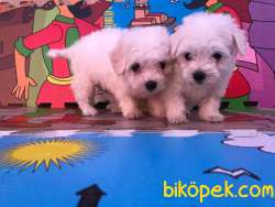 GÜZEL MALTESE TERRİER KARDEŞLER 3