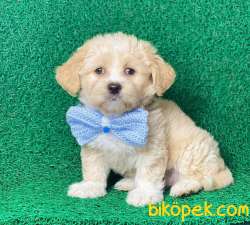 Güzel Maltipoo Kızım Latte 3