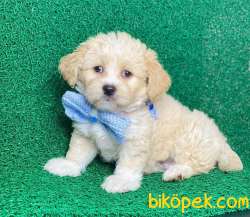 Güzel Maltipoo Kızım Latte 1