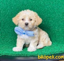 Güzel Maltipoo Kızım Latte 2