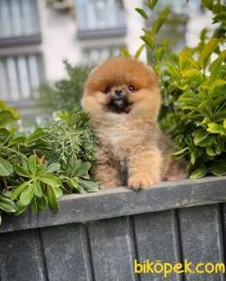 Güzel Ötesi Safkan Ayı Surat Teddybear Boo Pomeranian Kızımız Wi 2