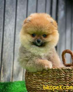 Güzel Ötesi Safkan Ayı Surat Teddybear Boo Pomeranian Kızımız Wi 3