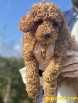 GÜZEL POODLE BEBEKLER 2