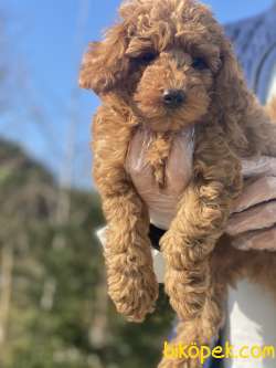 GÜZEL POODLE BEBEKLER 3