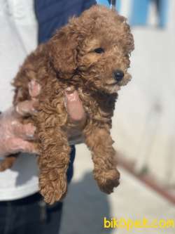 GÜZEL POODLE BEBEKLER 1