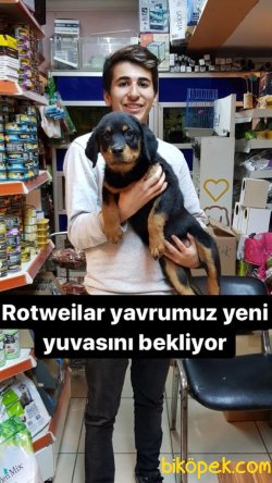 GÜZEL ROTWEİLLERLAR 1