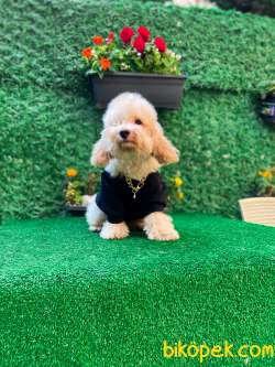 GÜZEL SURAT TOY POODLE 1