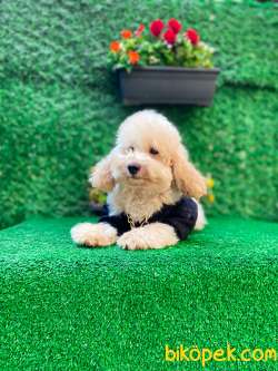 GÜZEL SURAT TOY POODLE 2
