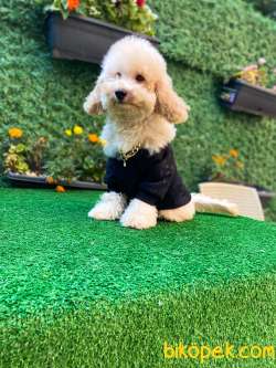 GÜZEL SURAT TOY POODLE 3