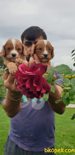 Guzel Tatlı Şeker Cavapoo Yavrularım 5