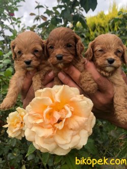 Guzel Tatlı Şeker Cavapoo Yavrularım 3