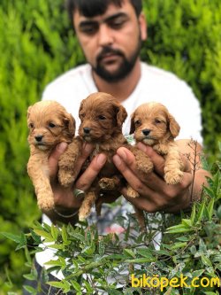 Guzel Tatlı Şeker Cavapoo Yavrularım 1