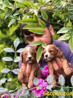 Guzel Tatlı Şeker Cavapoo Yavrularım 2