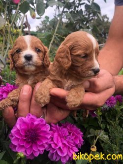 Guzel Tatlı Şeker Cavapoo Yavrularım 4