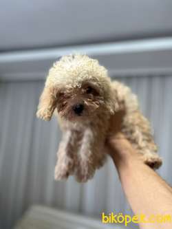 Güzel Toy Poodle Yavrularım Yeni Yuvalarını Arıyorlarlar 4