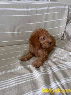 Güzel Toy Poodle Yavrularım Yeni Yuvalarını Arıyorlarlar 3