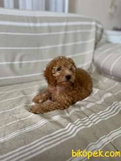 Güzel Toy Poodle Yavrularım Yeni Yuvalarını Arıyorlarlar 1