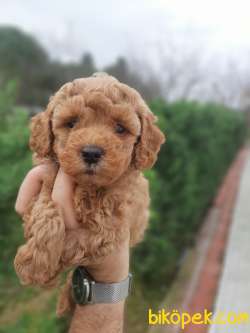 Güzel Ve Sağlıklı Poodle Yavrularımız 2
