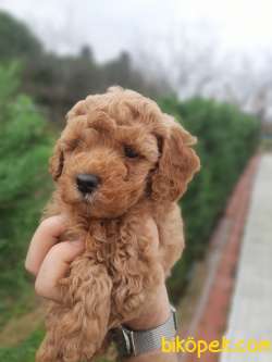 Güzel Ve Sağlıklı Poodle Yavrularımız 4