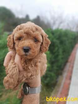 Güzel Ve Sağlıklı Poodle Yavrularımız 3