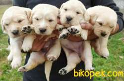 Güzel Yüzlü Irk Garantili Golden Retriever Yavrular 1
