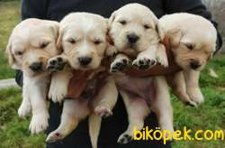 Güzel Yüzlü Irk Garantili Golden Retriever Yavrular 3