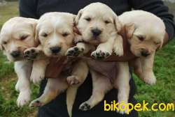 Güzel Yüzlü Irk Garantili Golden Retriever Yavrular 2