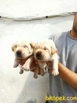 Güzel  Yüzlü Labrador Retriever Yavrular 4