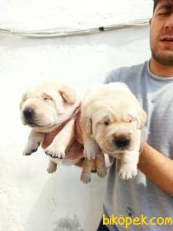 Güzel  Yüzlü Labrador Retriever Yavrular 3