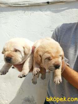 Güzel  Yüzlü Labrador Retriever Yavrular 2