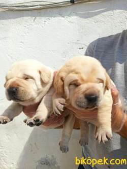 Güzel  Yüzlü Labrador Retriever Yavrular 5