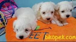 Güzel Yüzlü Maltese Terrier Yavrular 3