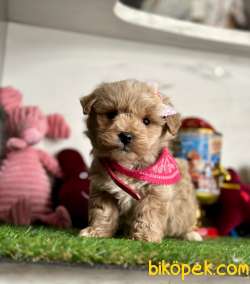 Güzel Yüzlü Sevimli Maltipoo Bebeklerimiz 3