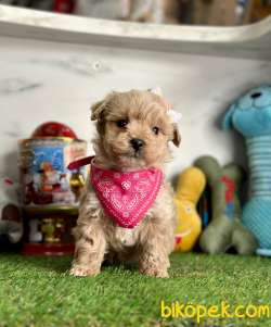 Güzel Yüzlü Sevimli Maltipoo Bebeklerimiz 4