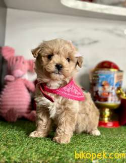 Güzel Yüzlü Sevimli Maltipoo Bebeklerimiz 2