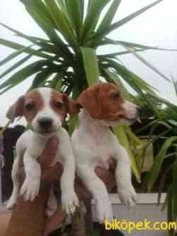 Güzeller Güzeli Jackrussellar 2
