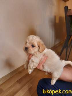 Güzeller Güzeli Maltipoo Kardeşleri 5