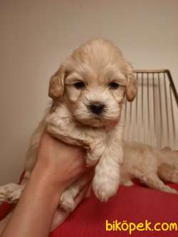 Güzeller Güzeli Maltipoo Kardeşleri 2