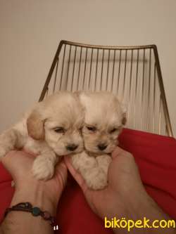 Güzeller Güzeli Maltipoo Kardeşleri 1