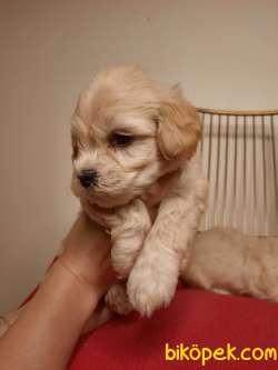 Güzeller Güzeli Maltipoo Kardeşleri 3