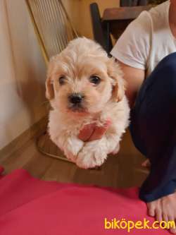 Güzeller Güzeli Maltipoo Kardeşleri 4