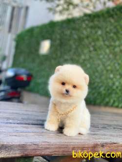 Güzeller Güzeli Pomeranian Boo Yavrumuz 2