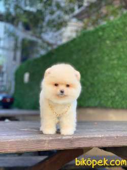 Güzeller Güzeli Pomeranian Boo Yavrumuz 5